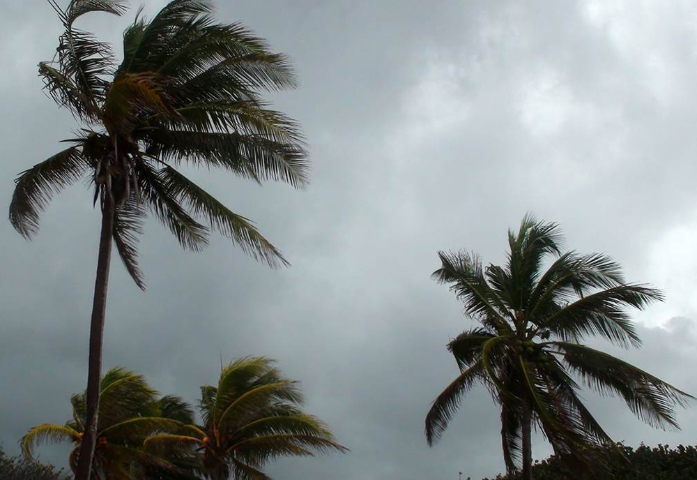 Palm Trees and cloudy sky